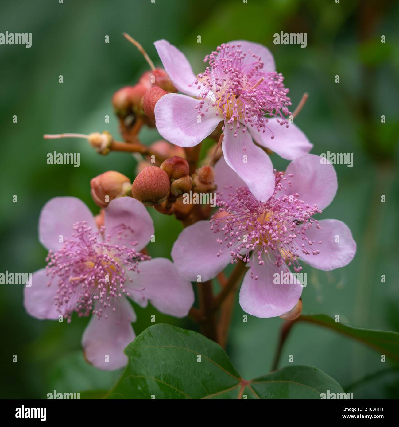 Closeup view of achiote or bixa orellana cluster of pink flowers and buds outdoors on green natural background Stock Photo