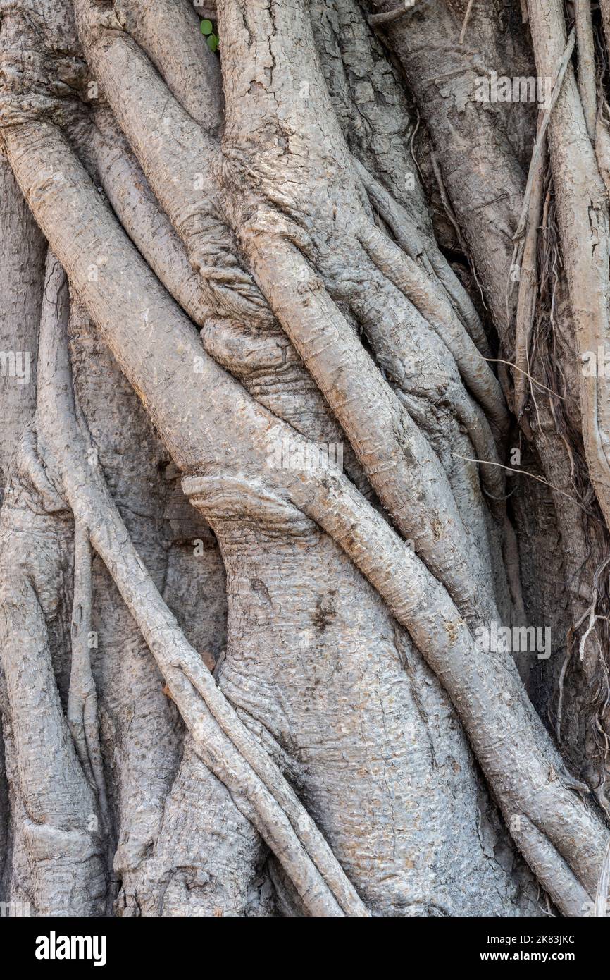 Closeup Detail Of Intricate Natural Texture Of The Trunk Of An Old ...