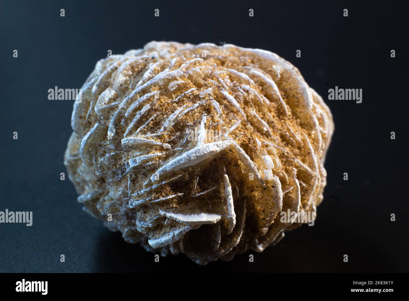 Desert rose, rock rose gypsum crystal cluster on black surface Stock Photo