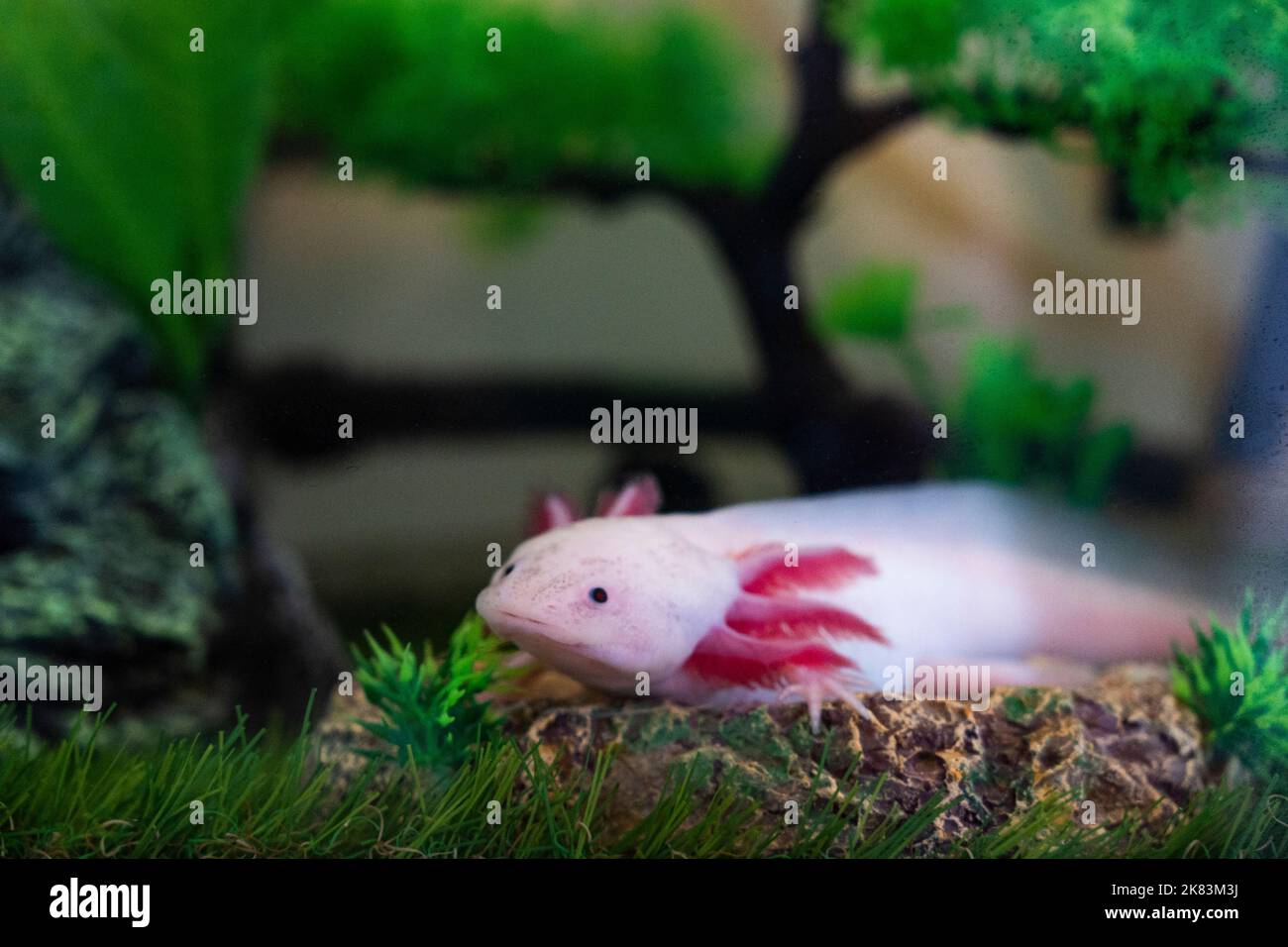 Axolotl Ambystoma mexicanum walking on a grass in aquarium. Amphibian