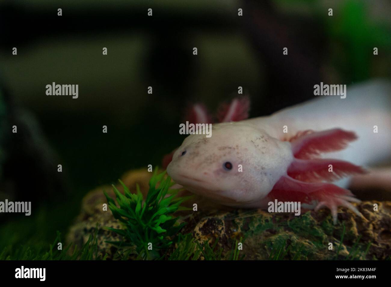 Axolotl Ambystoma mexicanum walking on a grass in aquarium. Amphibian