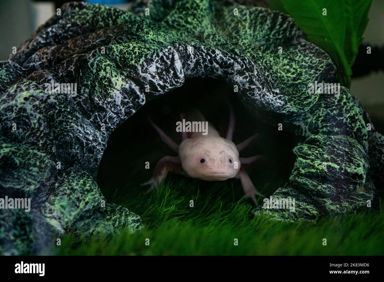 Axolotl Ambystoma mexicanum walking on a grass in aquarium. Amphibian