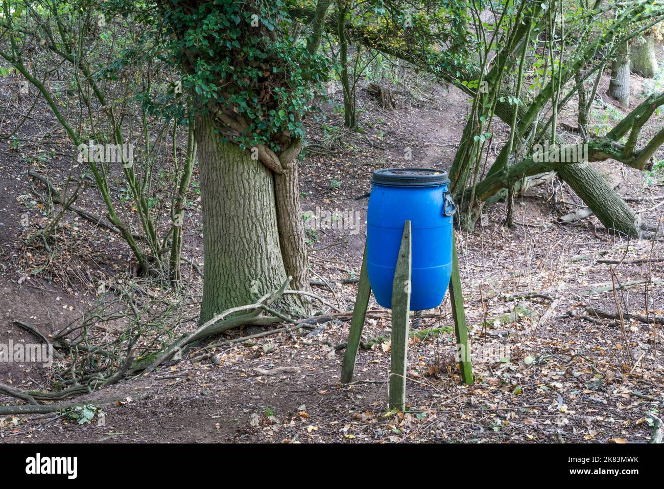 Game bird feeder for pheasants on the edge of Essex woodland. Stock Photo