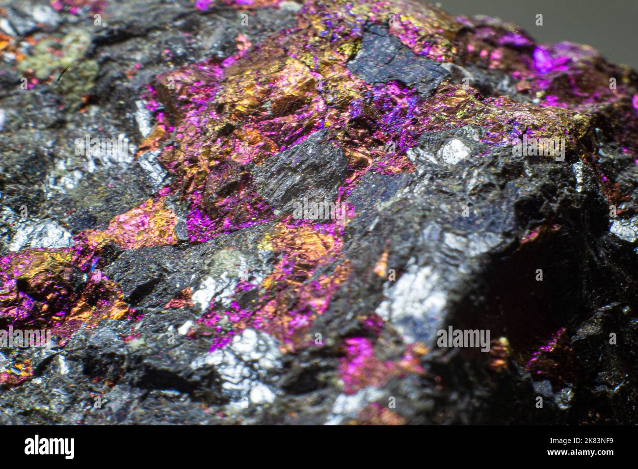 Focused macro raw colourful golden, pink and purple chalcopyrite isolated on gray background isolated Stock Photo