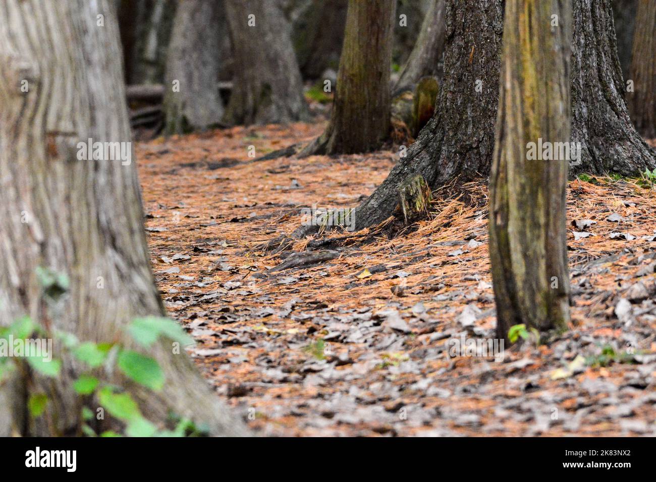 A walk through the woods on the freshly fallen leaves on a early fall day. Stock Photo