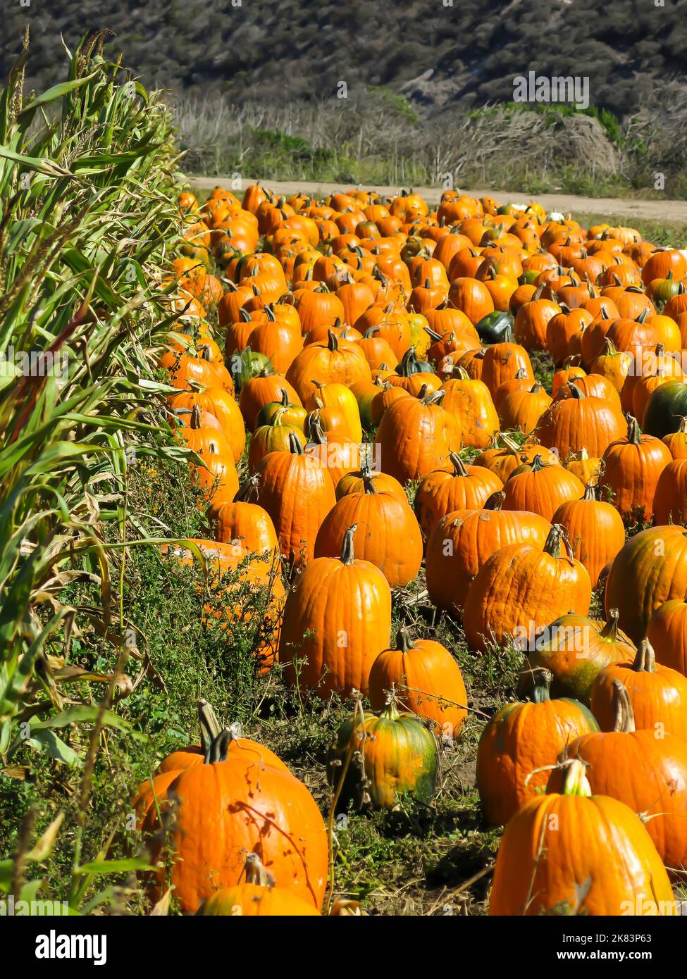 Field of Pumpkins Stock Photo Alamy