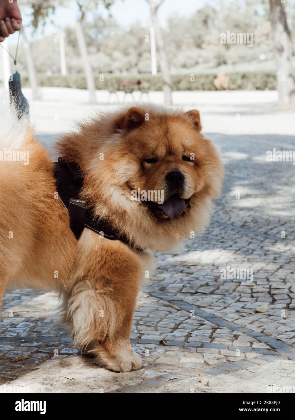 Adult dog chow chow breed in a harness in the park. Beautiful dog chow-chow outdoors Stock Photo