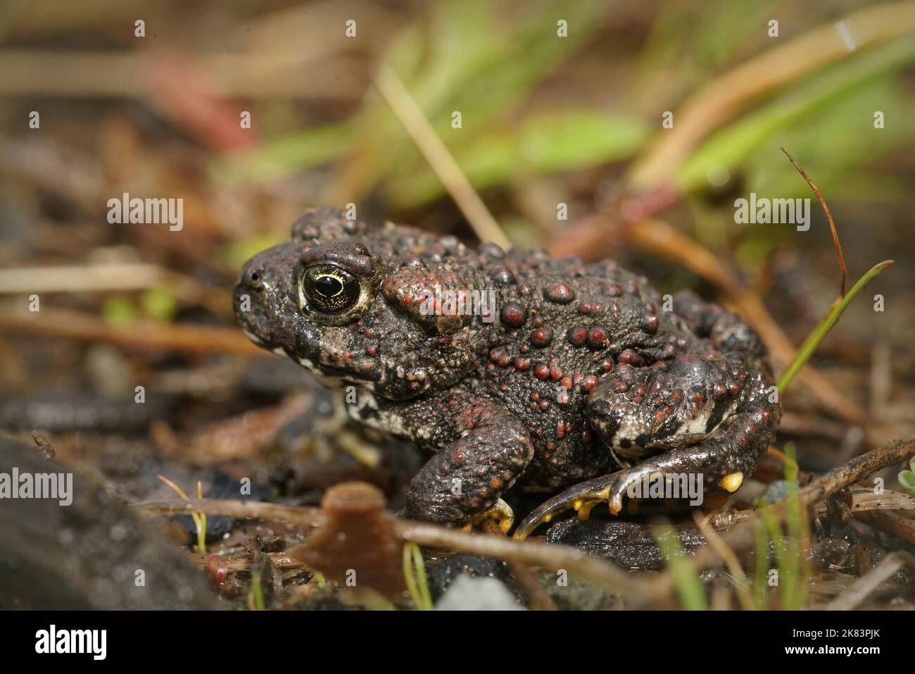 Detailed closeup on a dark juvenile Western Toad, Bufo boreas in North California Stock Photo
