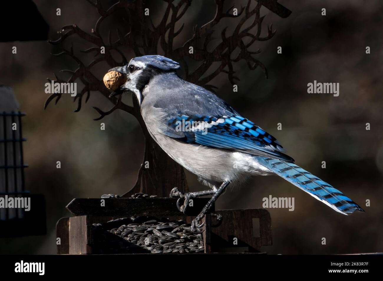 A Bluejay in the garden with a peanut Stock Photo Alamy