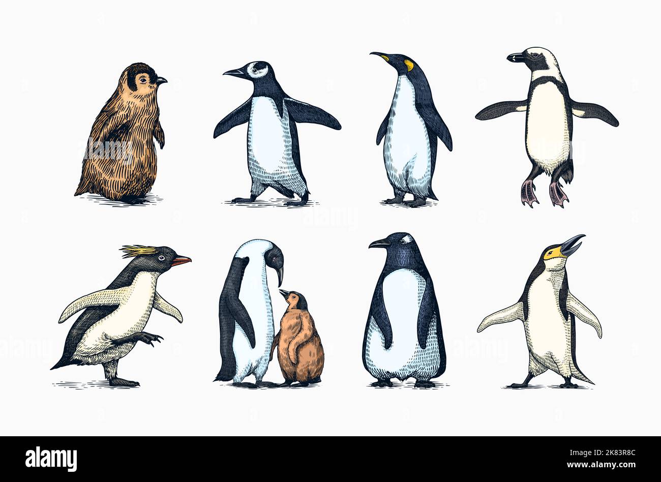 Emperor penguin and cute baby. Adult with juveniles. Small family set