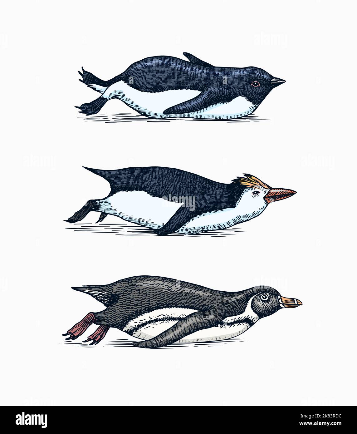 Emperor penguin and cute baby. Adult with juveniles. Small family set