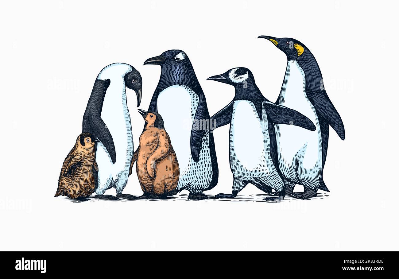 Emperor penguin and cute baby. Adult with juveniles. Small family set