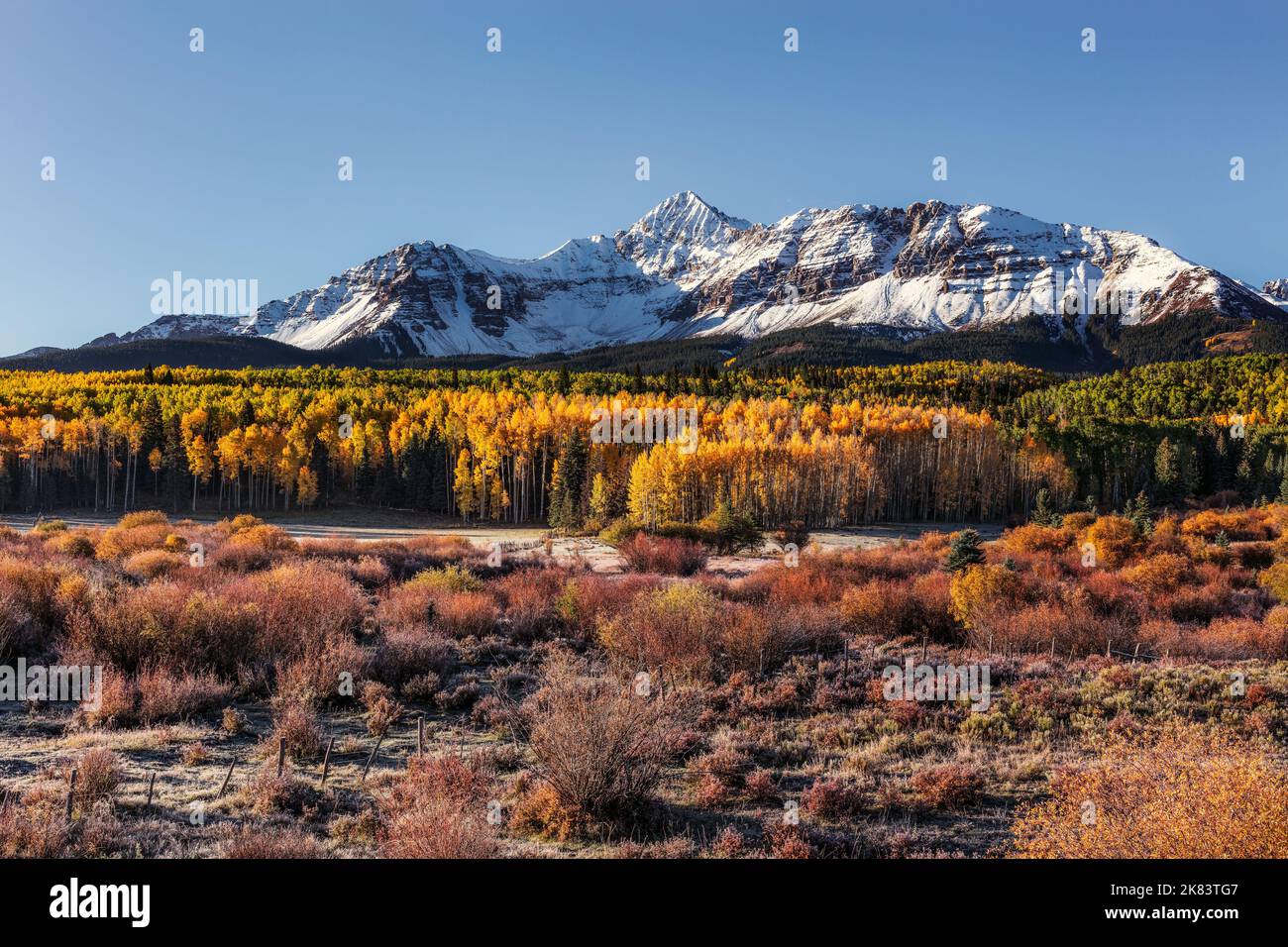 Autumn Aspen trees beneath a snowcapped Wilson Peak in Silver Pick Basin near Telluride, Colorado Stock Photo