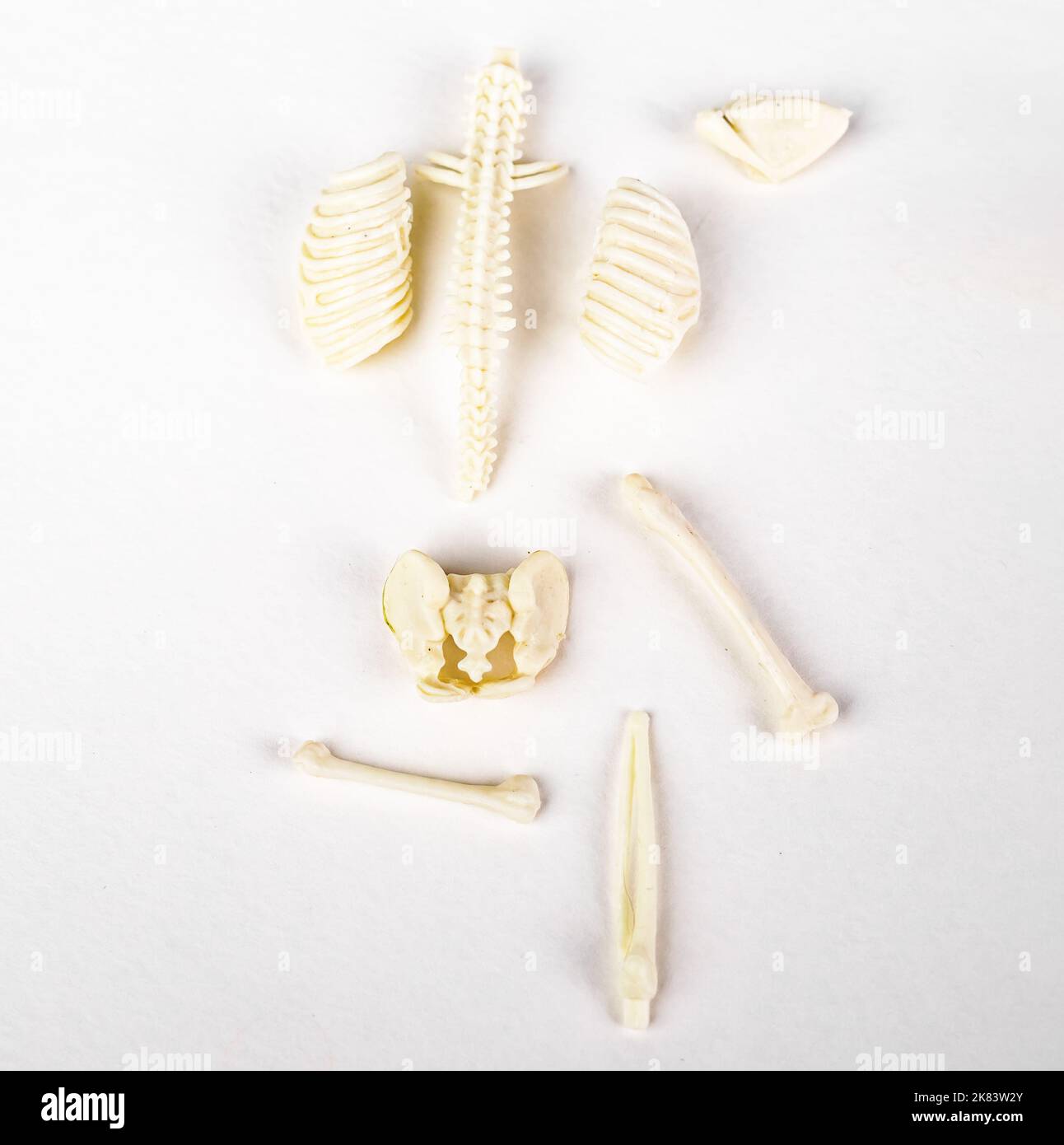Broken bones, skeleton. Fractures, skeletal disease concept. High quality photo Stock Photo