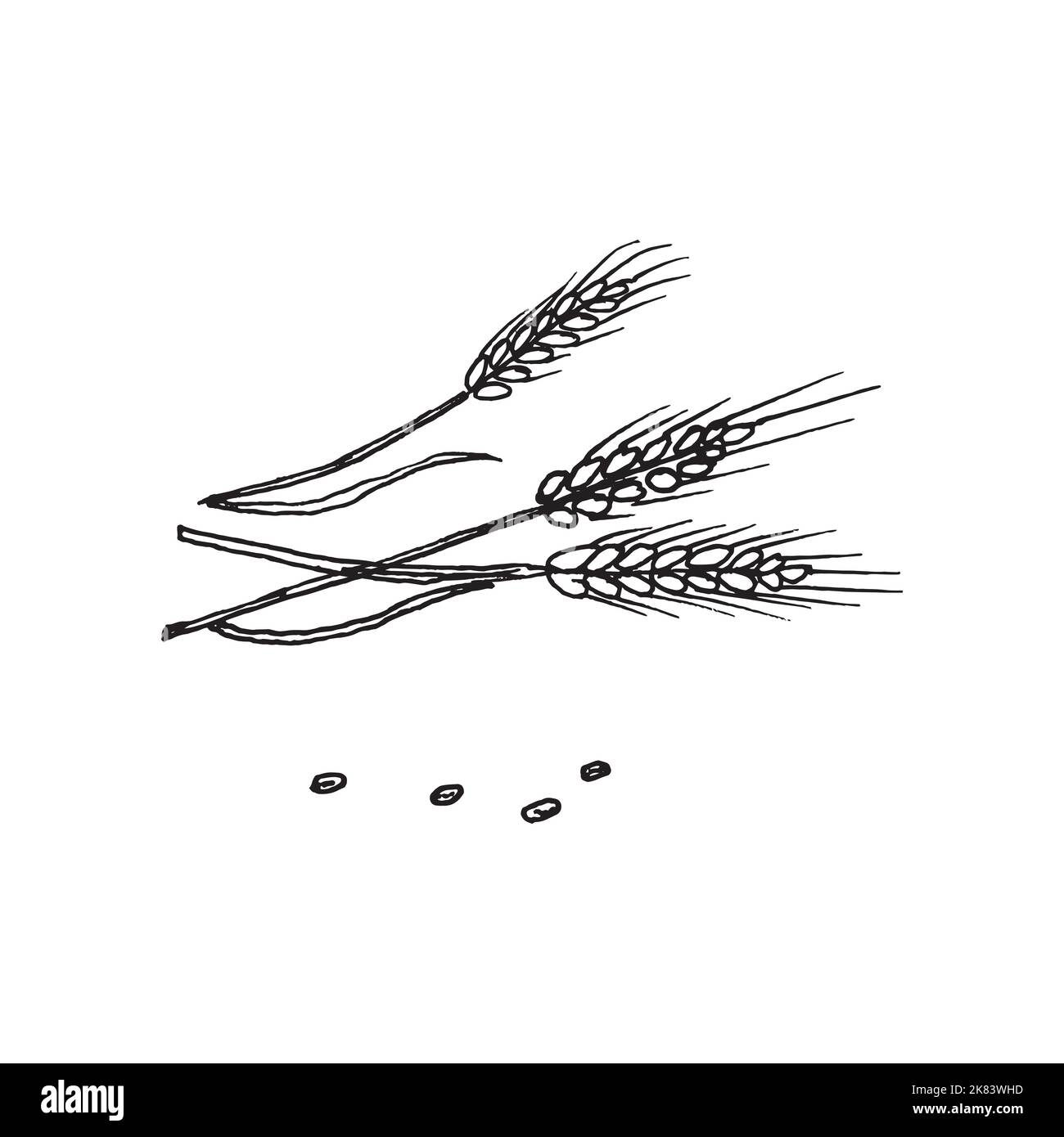 Hand drawn wheat. Realistic wheat ear. Black and white sketch of agricultural plant. Barley and rye crop. Harvesting grain for flour production. Stock Vector
