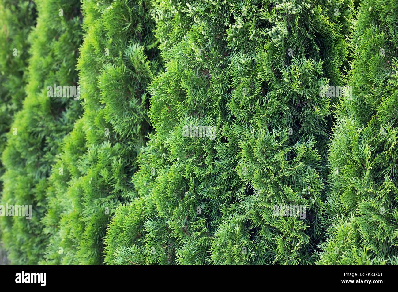 Green abstract thuja background, thuja tree for garden decoration Stock Photo