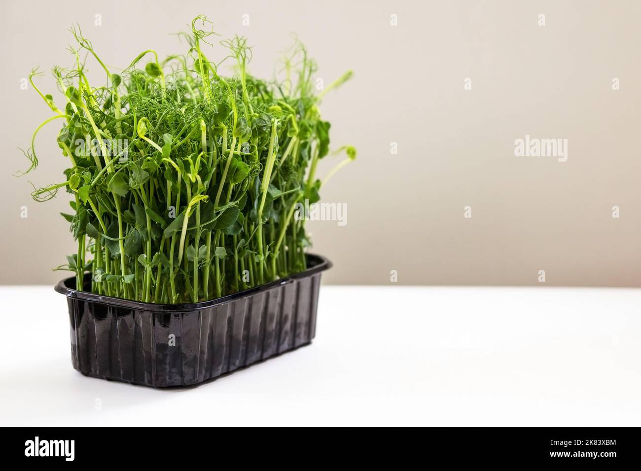 Micro green pea sprouts on a white table for healthy nutrition Stock