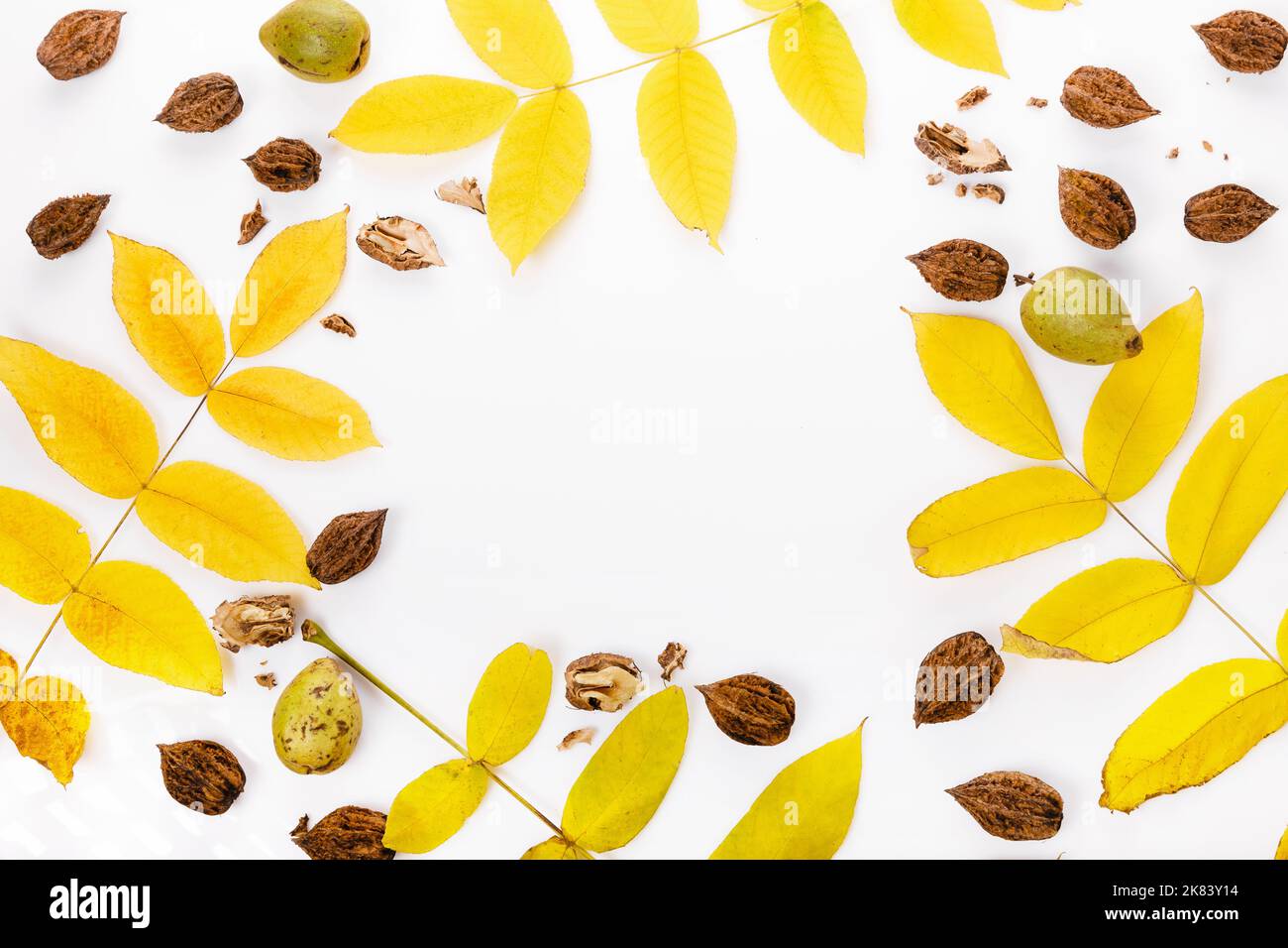 Juglans cinerea, batternut or white walnut, yellow leaves, fruit Stock Photo