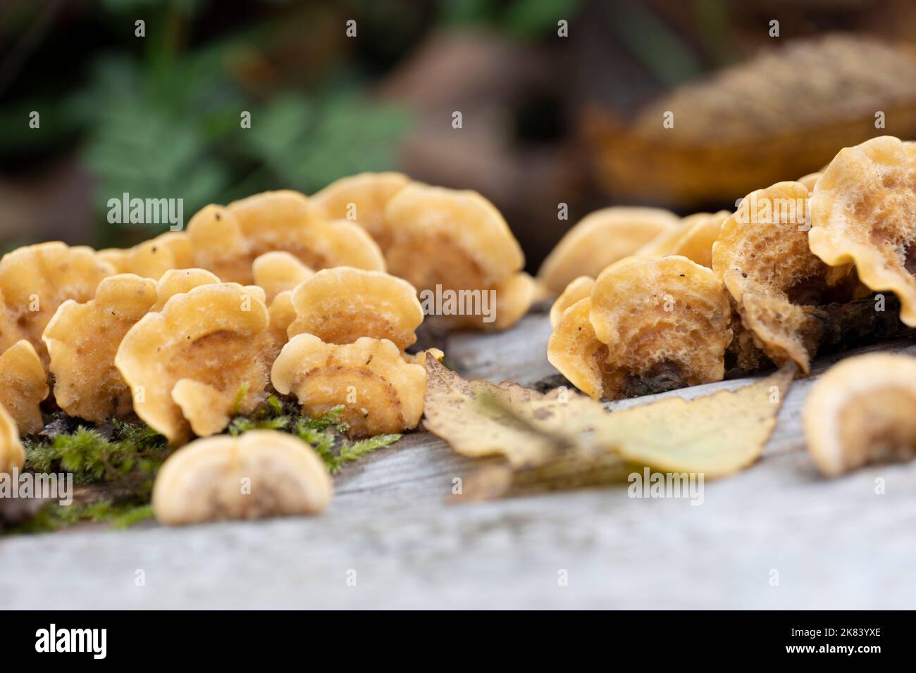 Striegeliger layer fungus, tree fungus on the wood trunk Stock Photo
