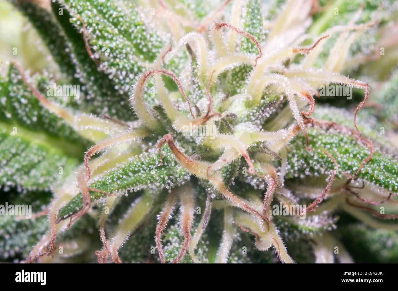 closeup of cannabis plants Stock Photo