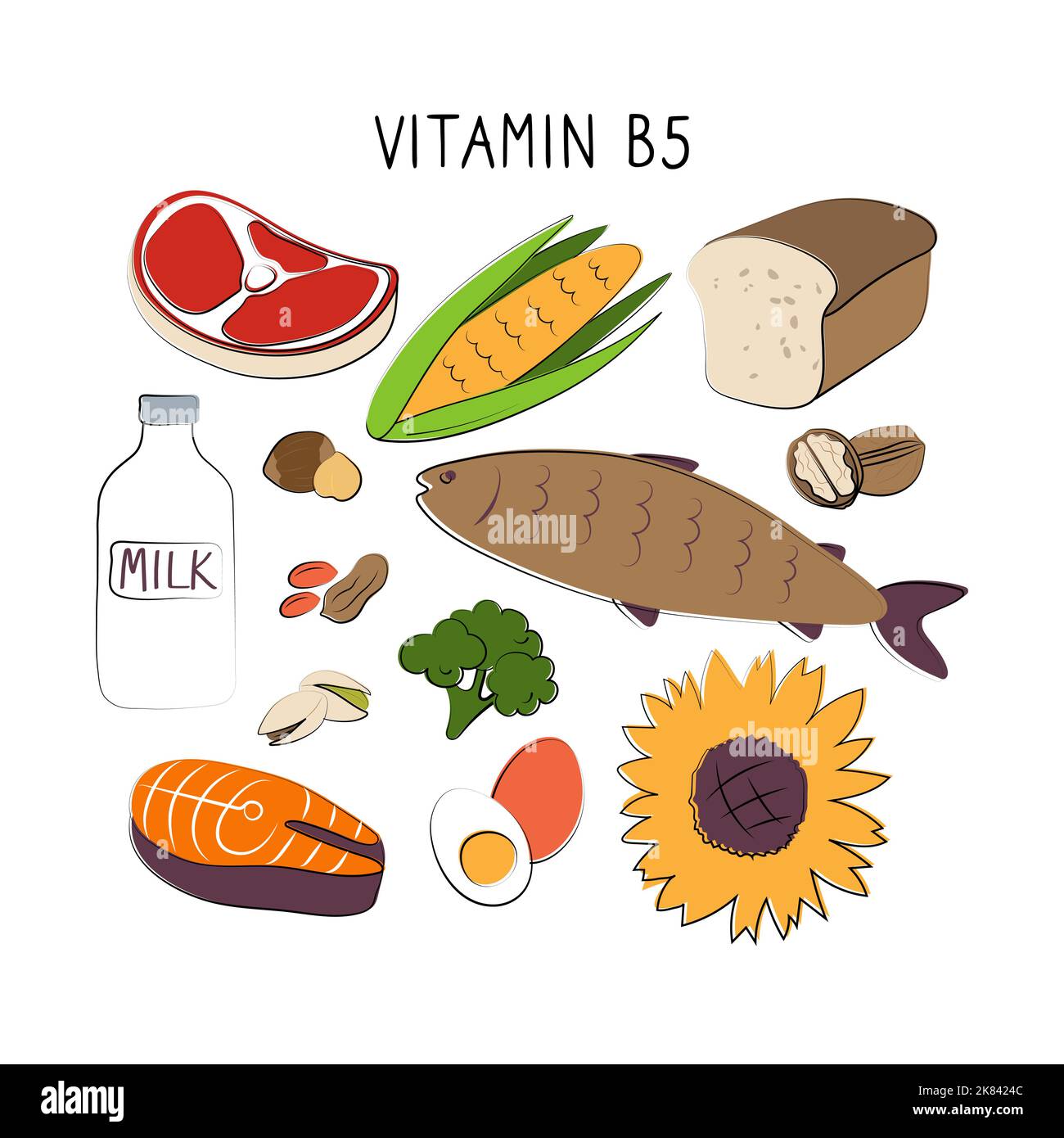 Vitamin B5 Pantothenic acid. Groups of healthy products containing