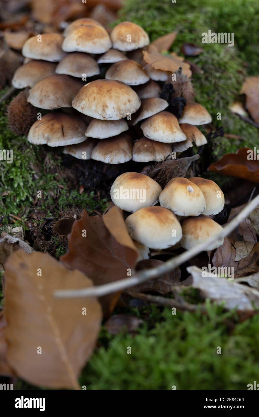 A group of Hallimasch mushrooms on tree stump on forest floor Stock Photo