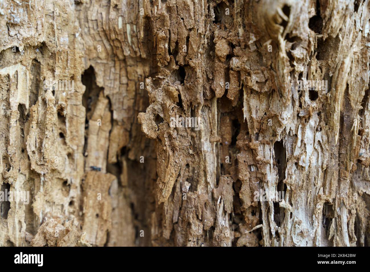 Textures. Texture of old decrepit wood with holes Stock Photo - Alamy
