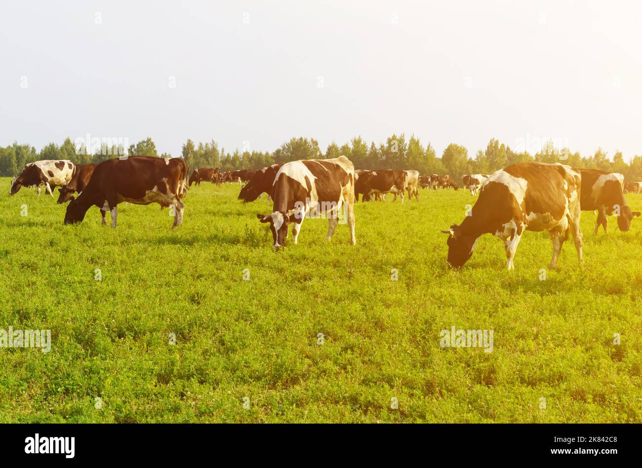 Livestock raising. A herd of cows graze in the field. Stock Photo