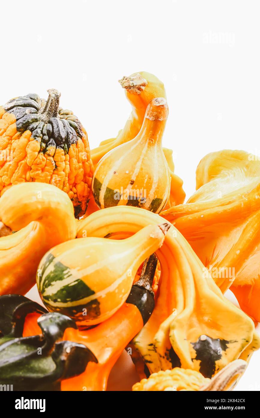 Set yellow orange pumpkins hi-res stock photography and images - Alamy