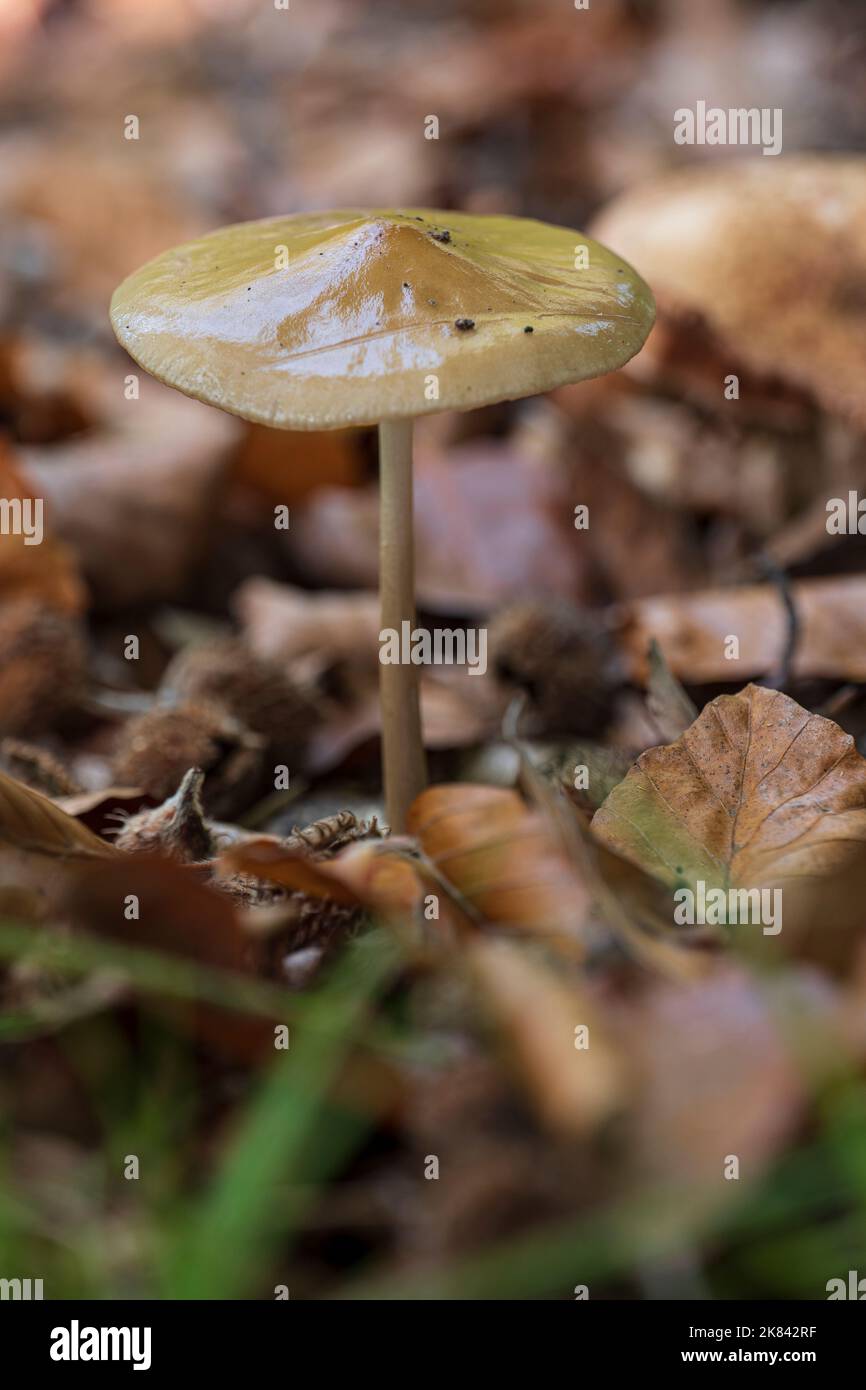 Close up of a slimy root rhizome in autumn Stock Photo