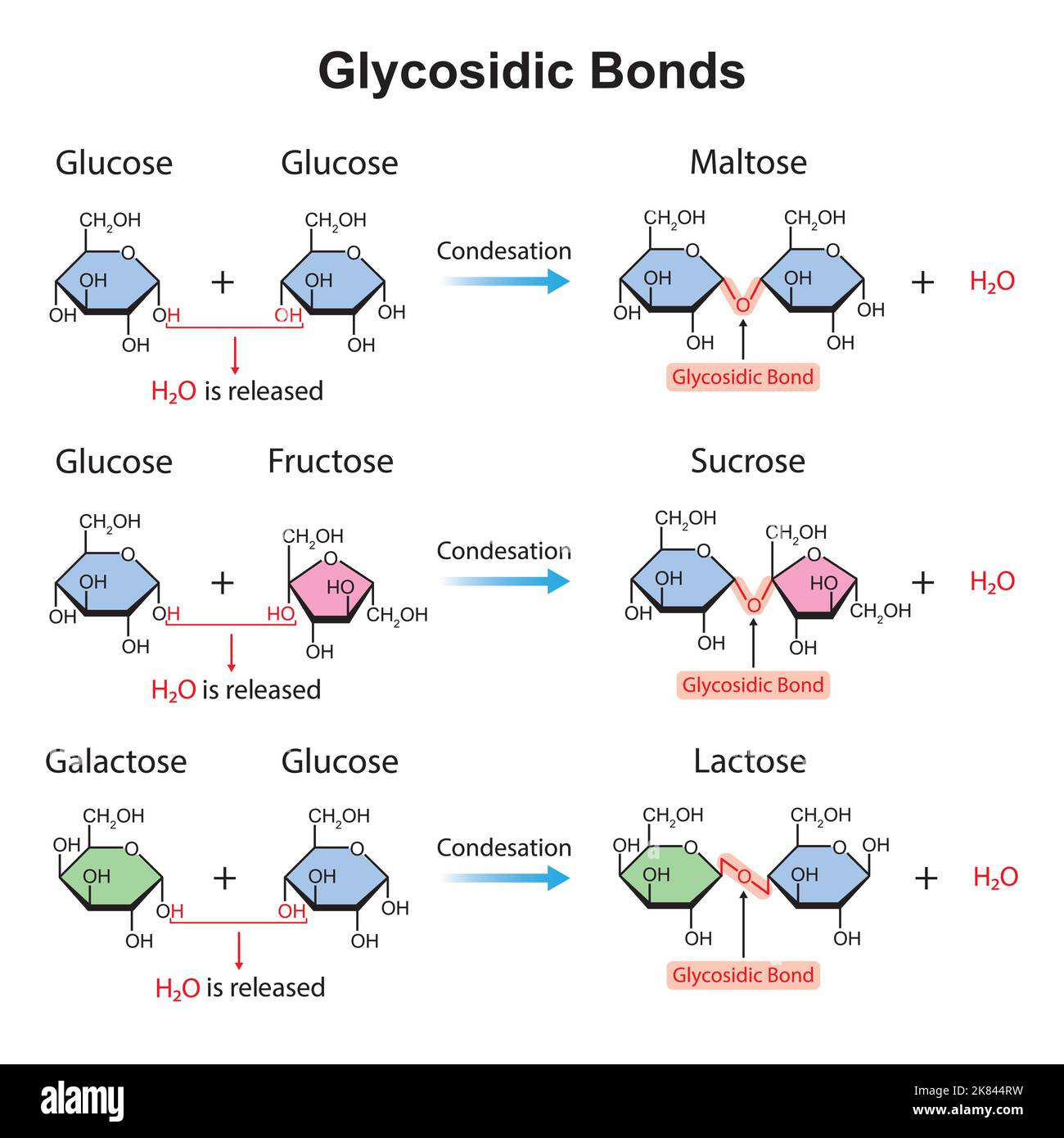 1 4 Glykosidische Bindungen Disaccharide Bildung Beispiele mit 