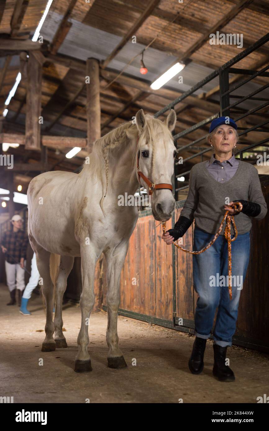 Aged female stable worker leading white horse by bridle in barn Stock ...