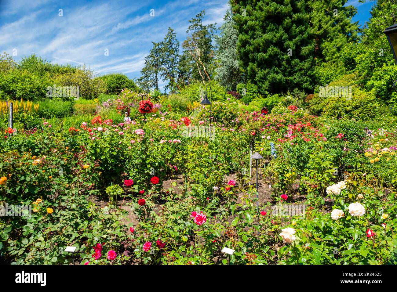 Photograph from a beautiful summer walk through the Butchart Gardens