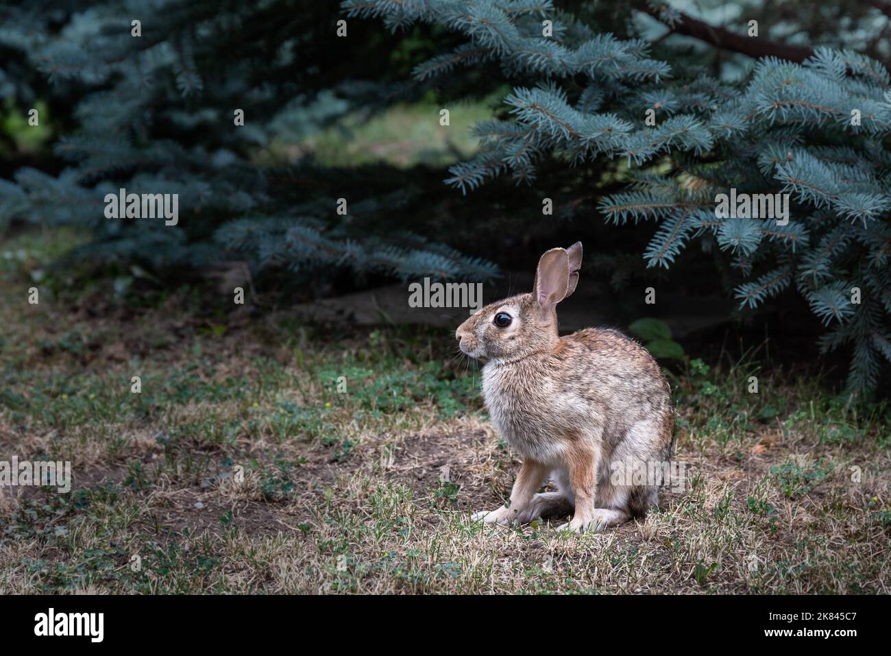 The bunny profile picture was taken on July 13, 2022, in Toronto