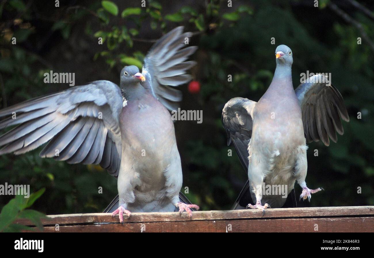 WOOD PIGEONS DISPLAY AND GO THROUGH THEIR DANCE ROUTINE ON A GARDEN
