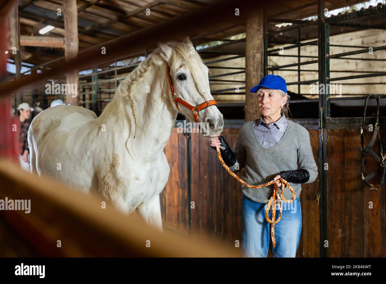 Aged female stable worker leading white horse by bridle in barn Stock