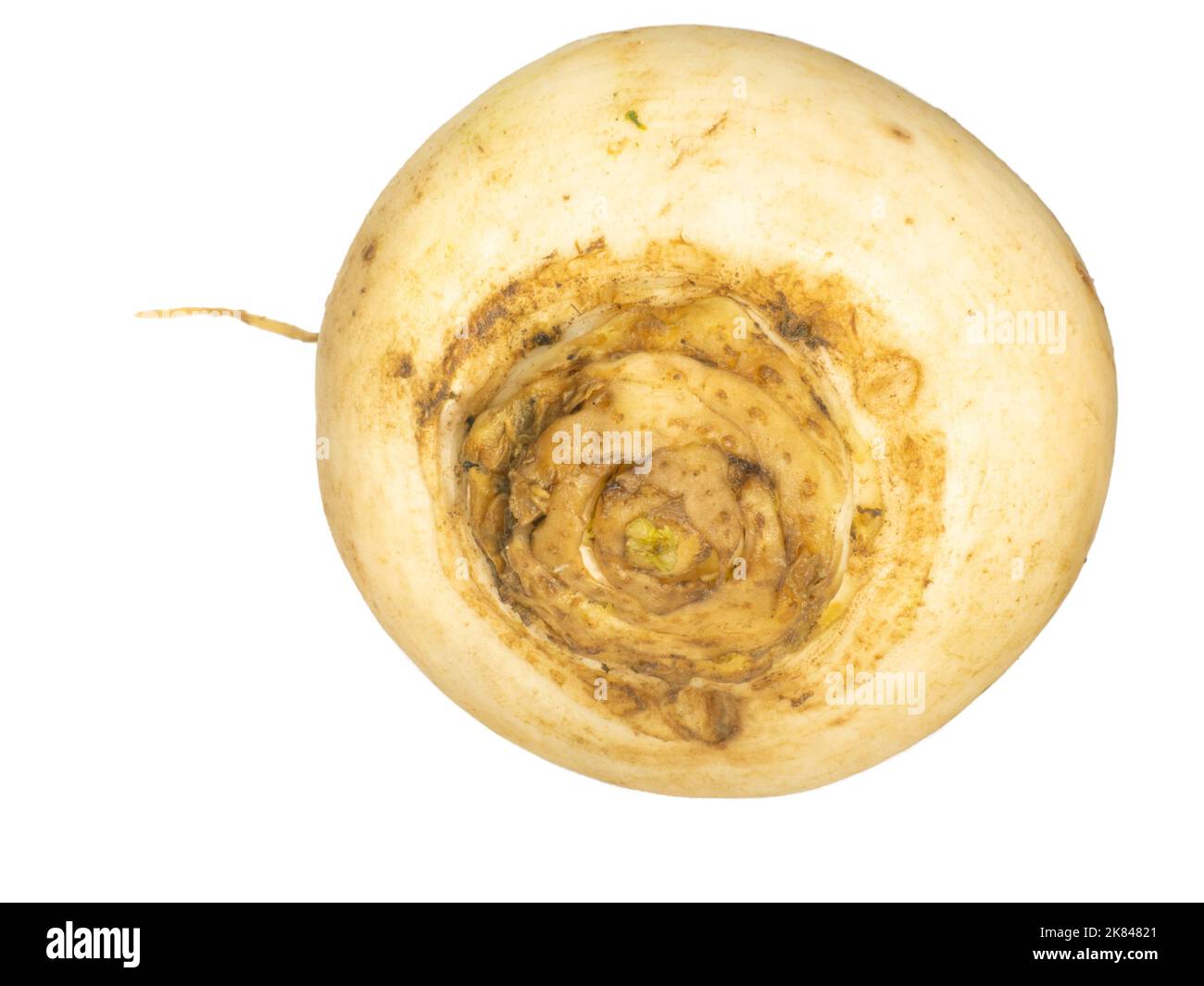 White turnip isolate. Root vegetable on a white background. Useful