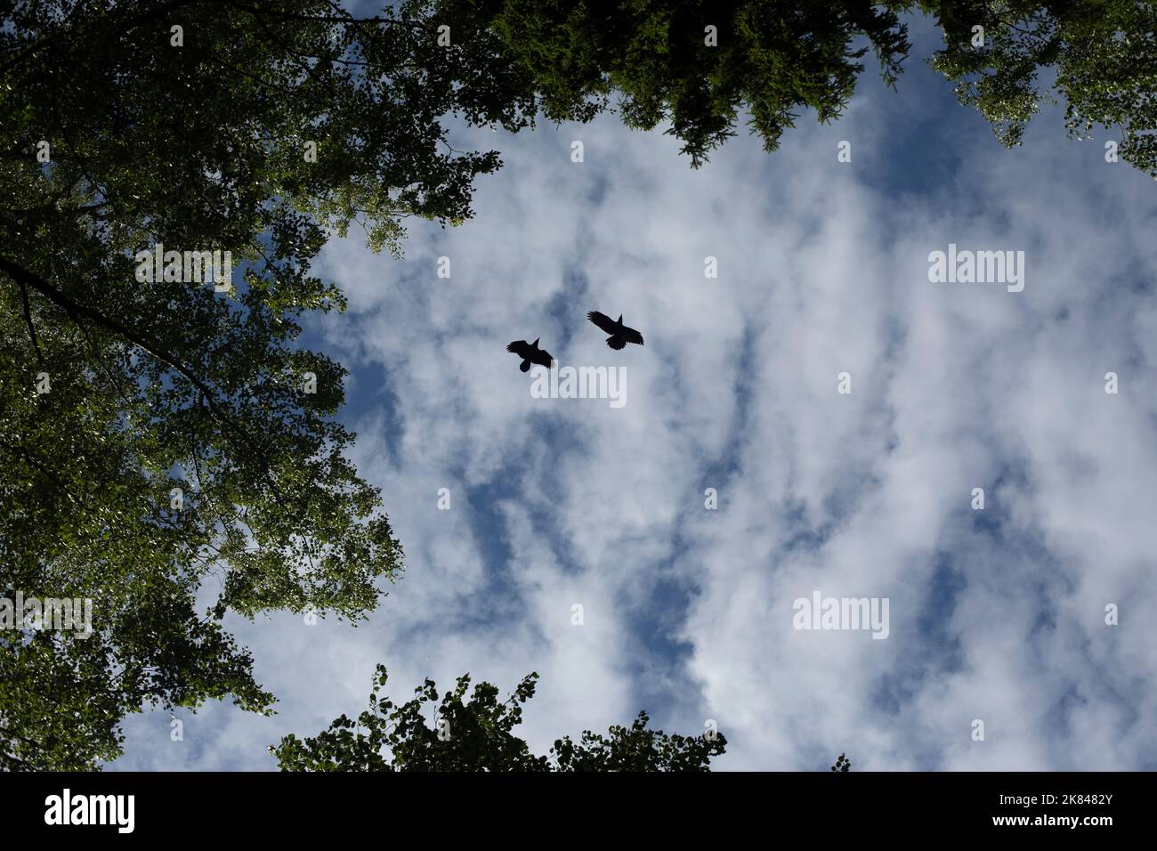 Crows fly in sky. Two birds in background of clouds. Life of crows. Details of nature. Stock Photo