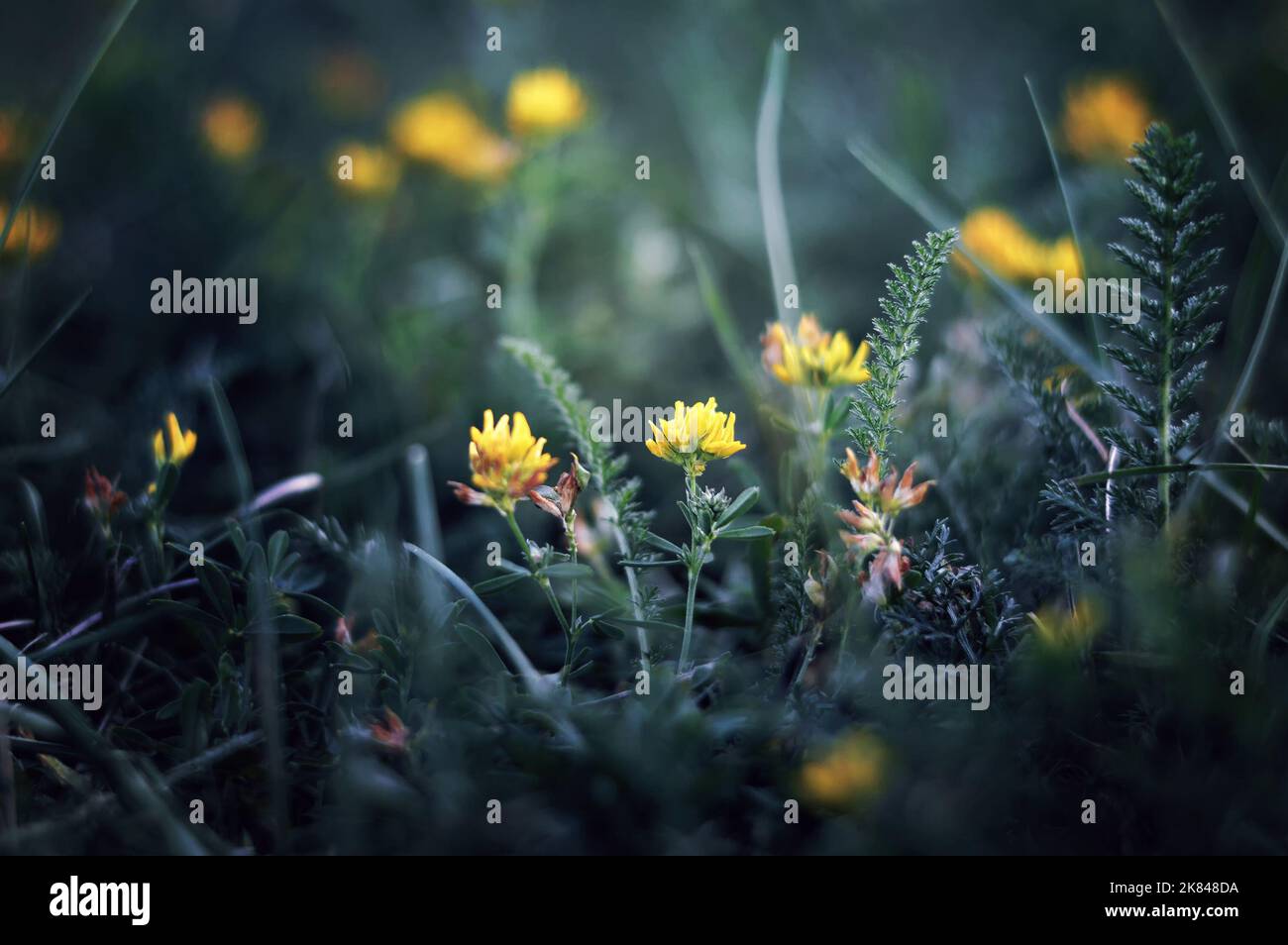 Beautiful atmospheric image of yellow wildflowers in the field.  Common kidneyvetch - anthyllis vulneraria, ladies fingers Stock Photo