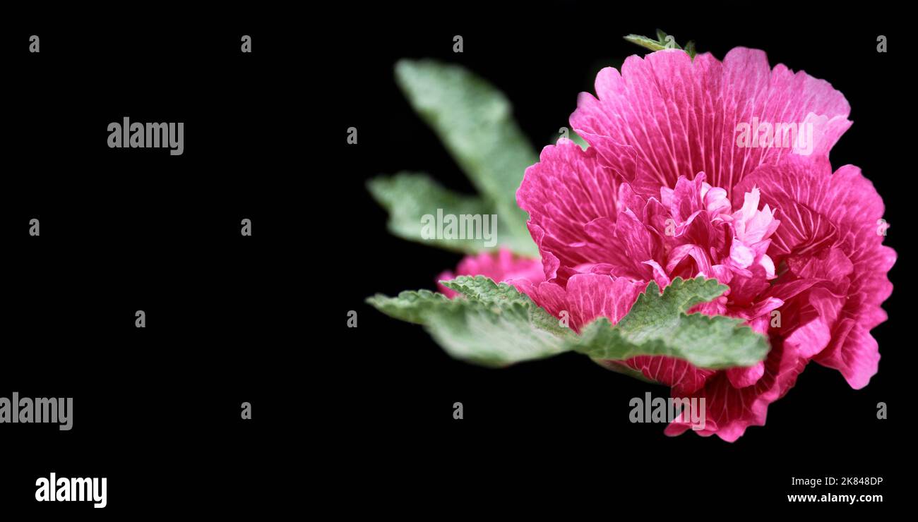 Pink hollyhock double flower isolated on black background with copy space Stock Photo