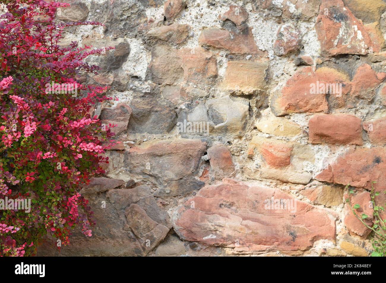 Old stone wall and bush with red autumn leaves Stock Photo