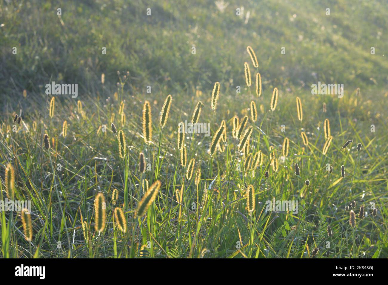 Yellow foxtail (Setaria pumila) in the field Stock Photo