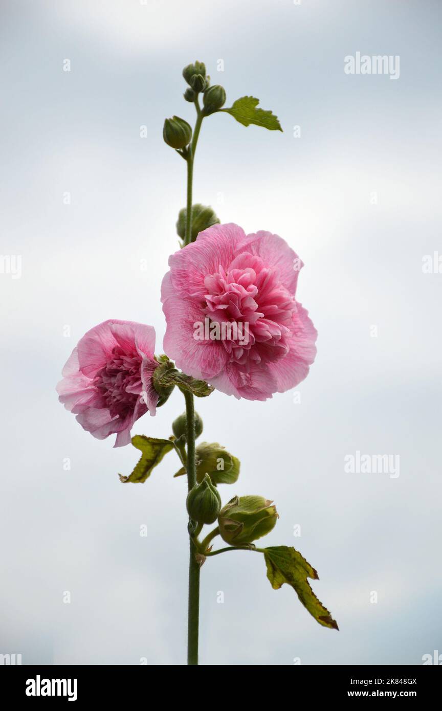 Hollyhock double flower hi-res stock photography and images - Alamy