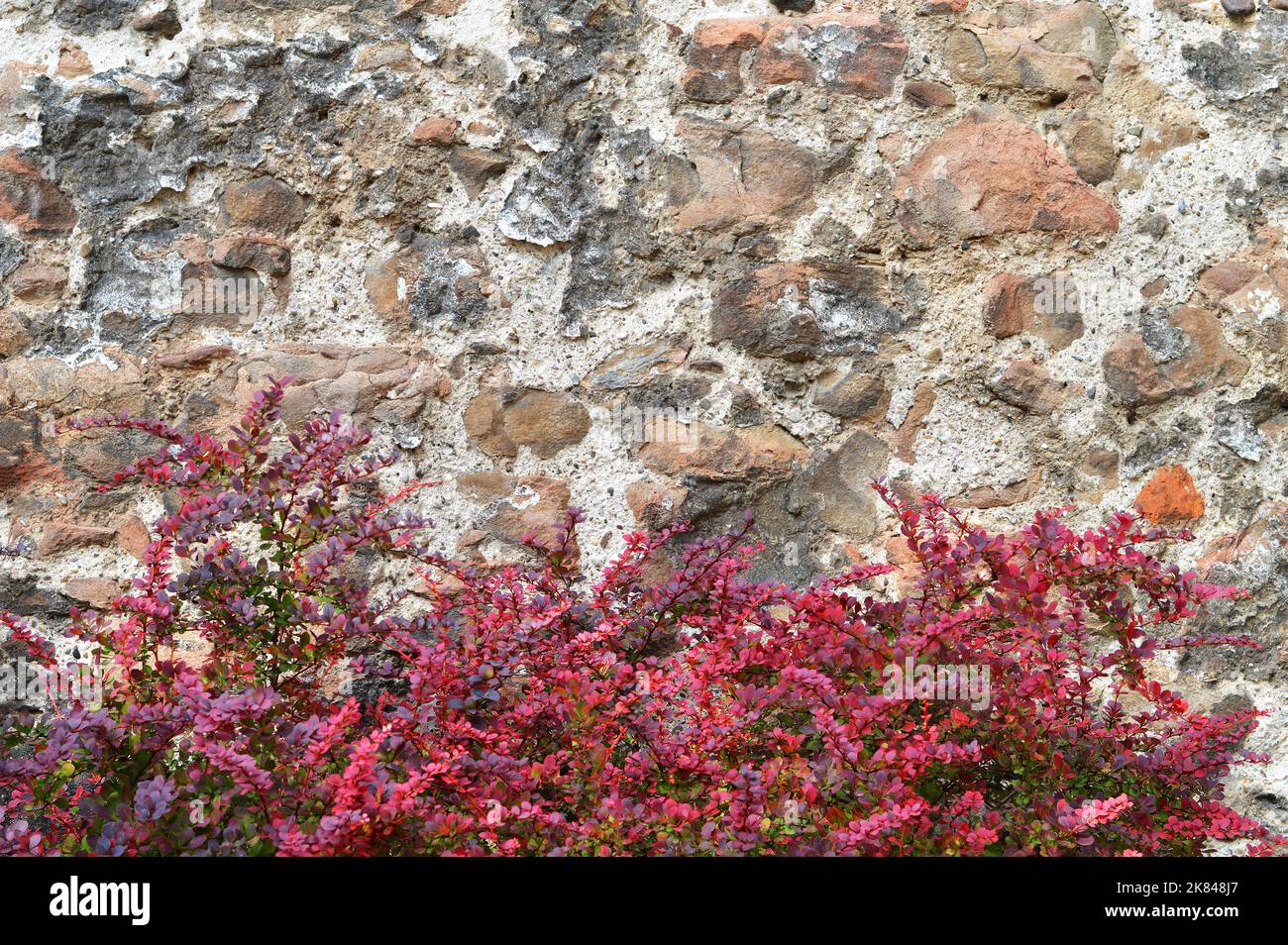 Old stone wall and red autumn bush Stock Photo