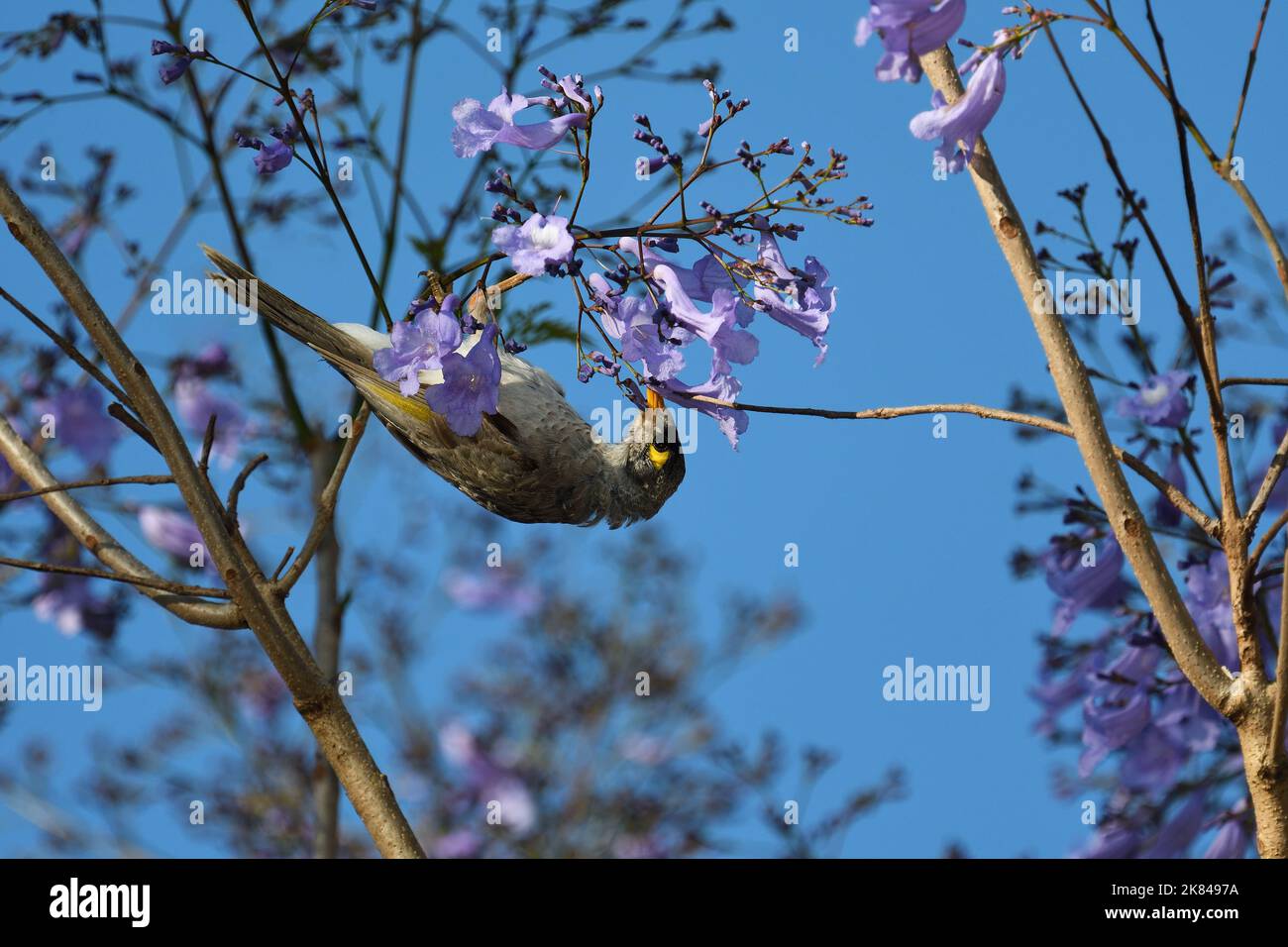 A Noisy Miner -Manorina melanocephala- bird hanging upside down searching for nectar from the flower of a colourful Jacaranda -mimosifolia- tree Stock Photo