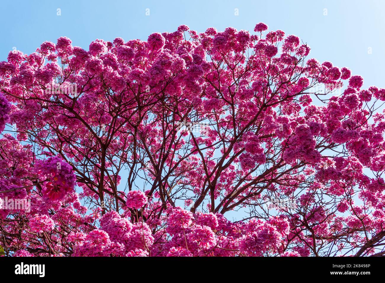 Handroanthus heptaphyllus, pink trumpet tree, and blue sky Stock Photo