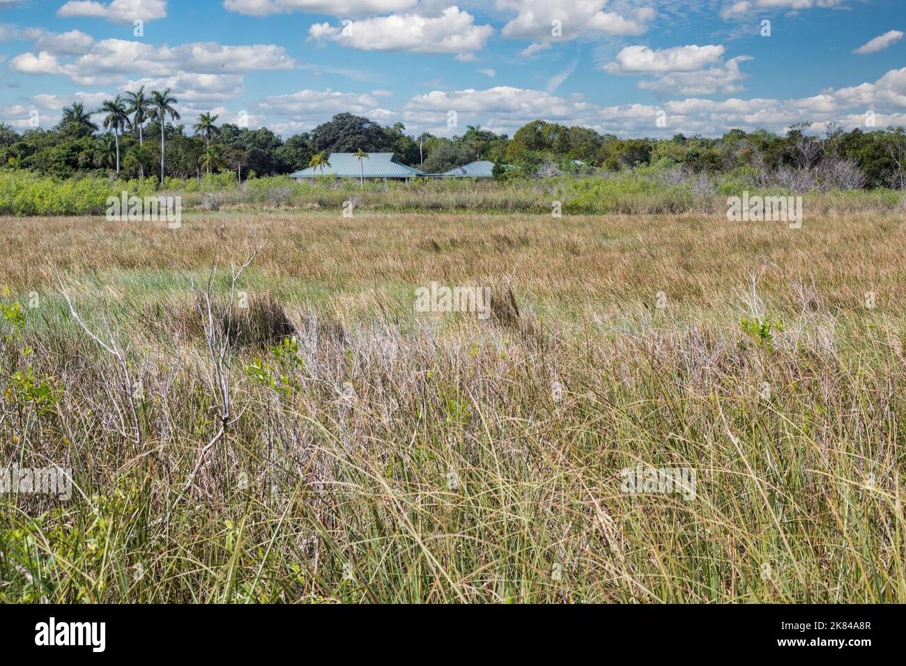 Everglades National Park, Florida.  Taylor Slough in foreground, a Seagrass Prairie with Royal Palm Hammock  and Anhinga Trail Visitor Center in backg Stock Photo