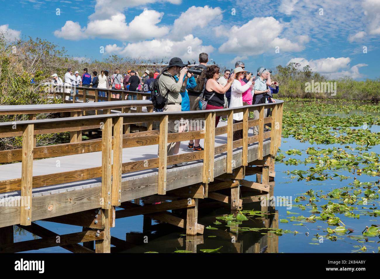 Everglades National Park, Florida.  Visitors on the Anhinga Trail Elevated Board Walk. Stock Photo