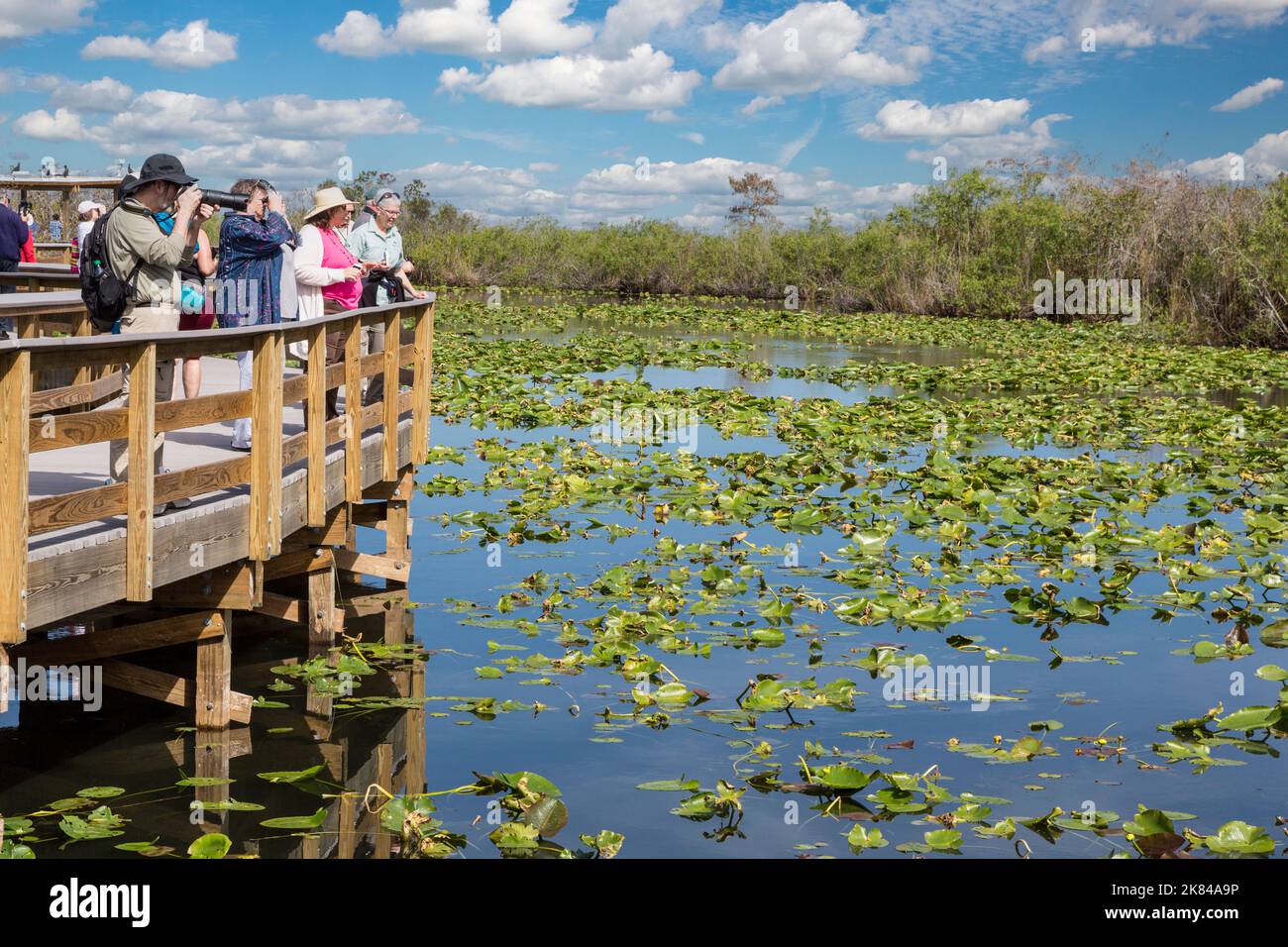 Everglades National Park, Florida.  Visitors on the Anhinga Trail Elevated Board Walk. Stock Photo