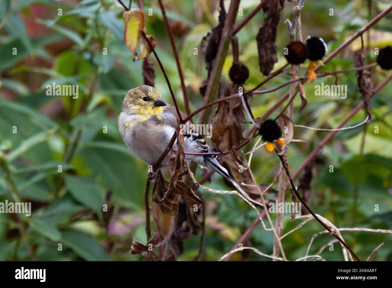 An American Goldfinch, Spinus tristis, perched on and feeding on yellow ...